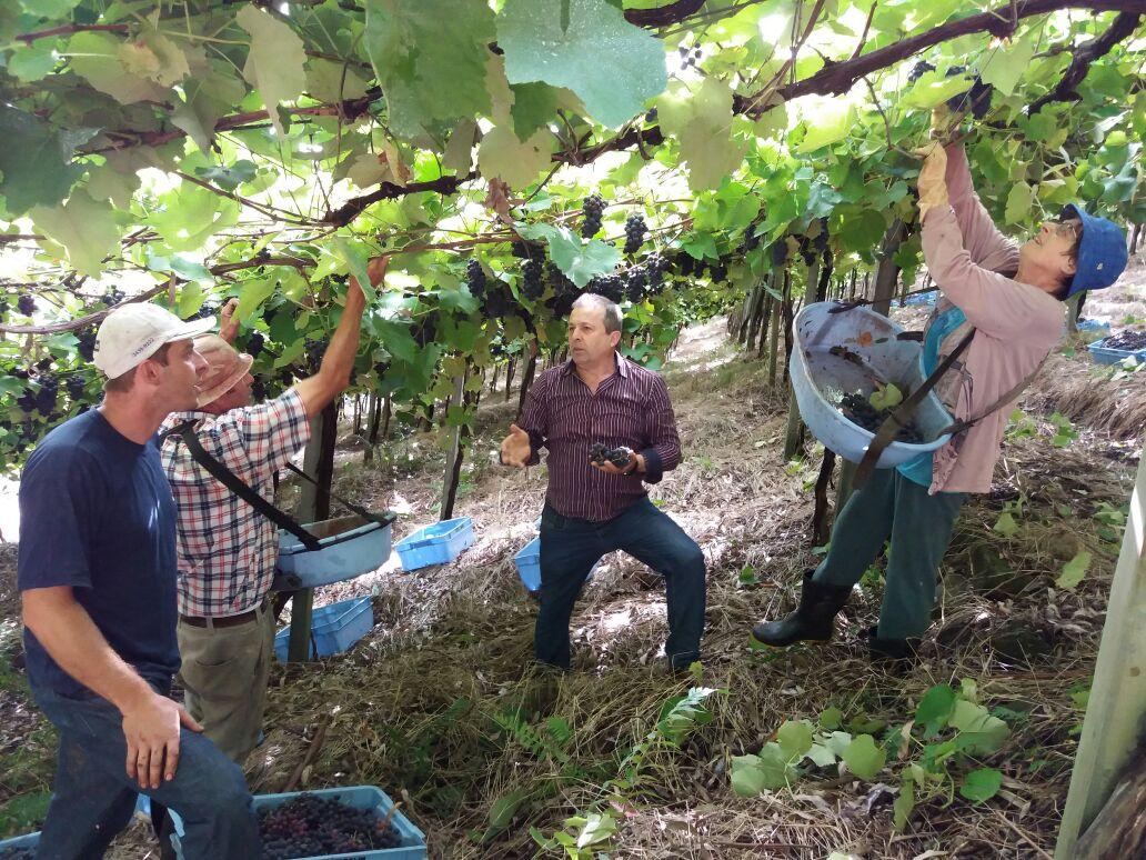 Velocino visita produtores de Uva na comunidade de São Luiz da 3ª Légua